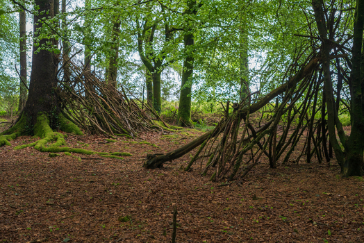 View of makeshift stick shelters built against mossy trees in the lush woodland of Deer Park Looe Cornwall United Kingdom. View of makeshift stick shelters built against mossy trees in the lush woodland of Deer Park Looe Cornwall United Kingdom.