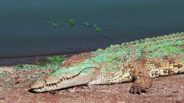 View of a crocodile with green algae on its skin South Africa.