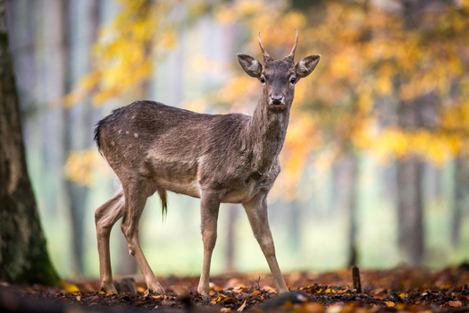 View of a young fallow deer buck standing in a forest with autumn foliage in Debrzno Pomeranian Voivodeship Poland.