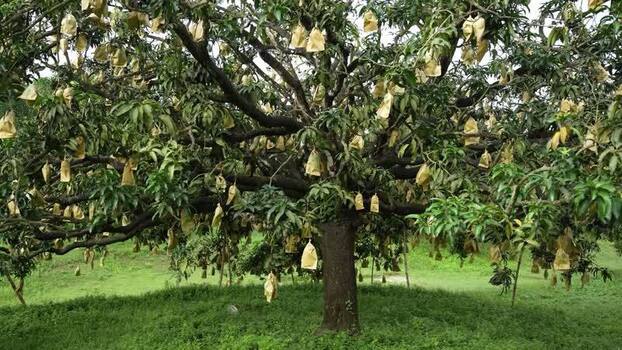 View of a mango tree with bagged fruits Bangladesh. View of a mango tree with bagged fruits Bangladesh.