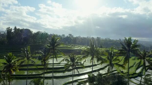 Aerial view of Jatiluwih rice terraces and palm trees Indonesia.