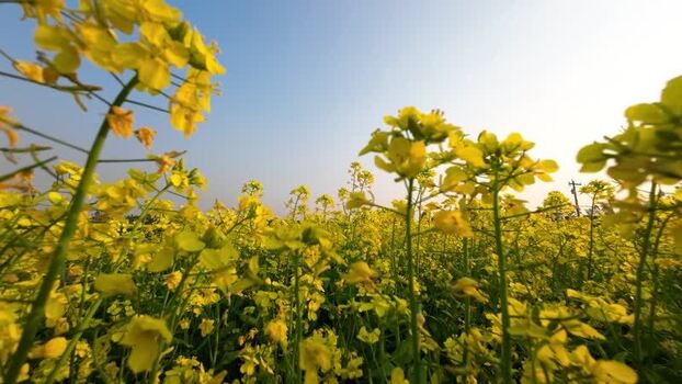 View of vibrant yellow mustard flowers in a field Bangladesh.