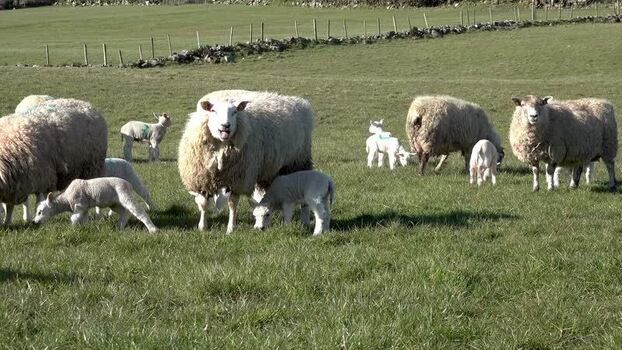 View of sheep and lambs grazing in a green field in Ireland.