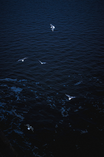 View of seagulls flying over the dark blue waters with white foam near the Port of Helsinki Uusimaa Finland. View of seagulls flying over the dark blue waters with white foam near the Port of Helsinki Uusimaa Finland.