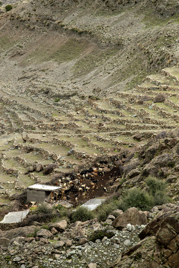 View of a herd of goats gathered in a stone enclosure on rugged mountain terraces with rocky slopes Chilas Gilgit Pakistan. View of a herd of goats gathered in a stone enclosure on rugged mountain terraces with rocky slopes Chilas Gilgit Pakistan.