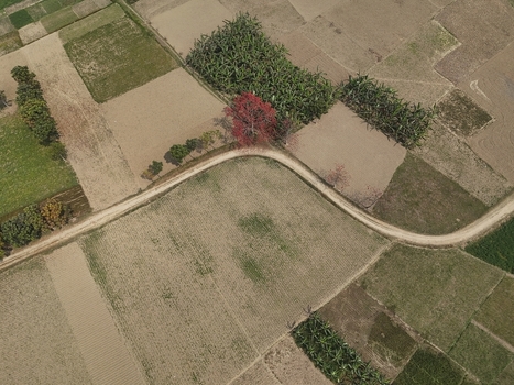 Aerial view of agricultural fields with a winding dirt road a vibrant red flowering tree and banana plantations in Kushtia District Khulna Division Bangladesh. Aerial view of agricultural fields with a winding dirt road a vibrant red flowering tree and banana plantations in Kushtia District Khulna Division Bangladesh.