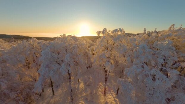 FPV aerial view of snow covered forest at sunset Germany.