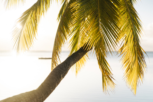 View of a palm tree leaning over the turquoise lagoon at Aitutaki during golden hour in the Cook Islands. View of a palm tree leaning over the turquoise lagoon at Aitutaki during golden hour in the Cook Islands.