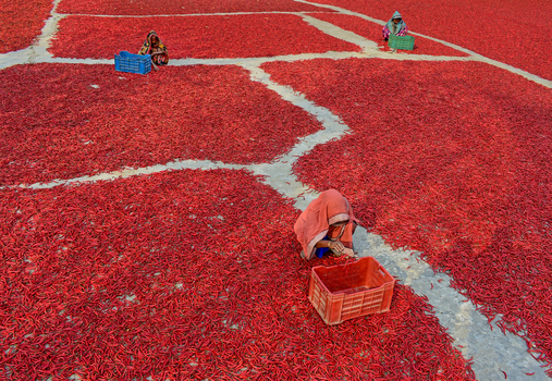 Bogura Bangladesh 11 February 2017 View of women sorting and drying red chili peppers spread across the ground in large fields under the bright sun. Bogura Bangladesh 11 February 2017 View of women sorting and drying red chili peppers spread across the ground in large fields under the bright sun.