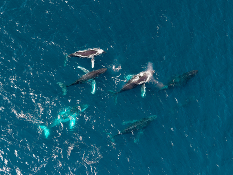 Aerial view of a pod of humpback whales swimming in the deep blue ocean near Long Reef Headland Collaroy New South Wales Australia. Aerial view of a pod of humpback whales swimming in the deep blue ocean near Long Reef Headland Collaroy New South Wales Australia.