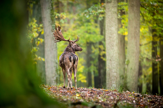 View of a fallow deer with large antlers standing in an autumn forest with tall trees and fallen leaves in Debrzno Pomeranian Voivodeship Poland.