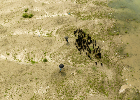 Aerial view of shepherds with umbrellas tending to a herd of goats on a sandy riverbank with patches of green vegetation and nearby water Bogura Rajshahi Division Bangladesh. Aerial view of shepherds with umbrellas tending to a herd of goats on a sandy riverbank with patches of green vegetation and nearby water Bogura Rajshahi Division Bangladesh.