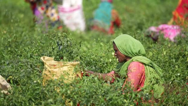 View of a woman harvesting red chili peppers in a field Bangladesh. View of a woman harvesting red chili peppers in a field Bangladesh.