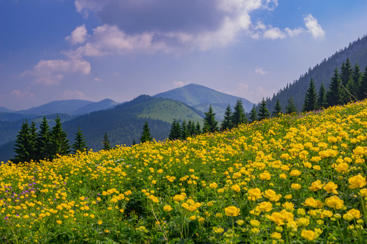 View of vibrant yellow globeflowers blooming in a lush meadow beneath the slopes of Ploska mountain in Velka Fatra National Park Bela Dulice Zilina Region Slovakia.