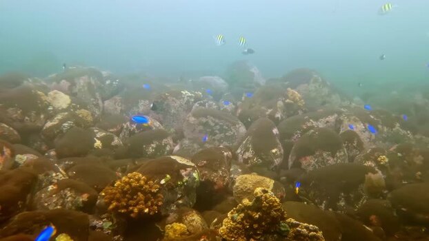 View of tropical fish swimming over a rocky seabed Indonesia.