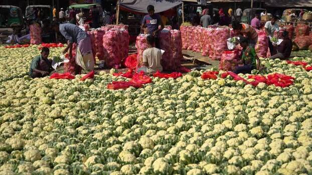View of workers sorting cauliflowers at a market Bangladesh. View of workers sorting cauliflowers at a market Bangladesh.