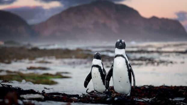 View of penguins at Stoney Point Penguin Colony South Africa. View of penguins at Stoney Point Penguin Colony South Africa.