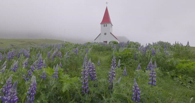 View of a white church with a red roof in a field of lupines Iceland. View of a white church with a red roof in a field of lupines Iceland.