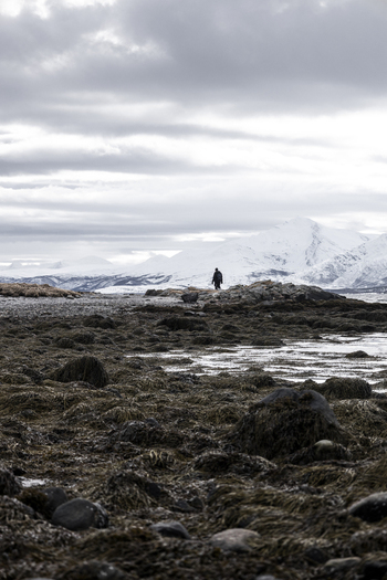 View of a lone person walking across a rocky shore covered in dark seaweed with majestic snow capped mountains under a dramatic cloudy sky Tromso Troms Norway.