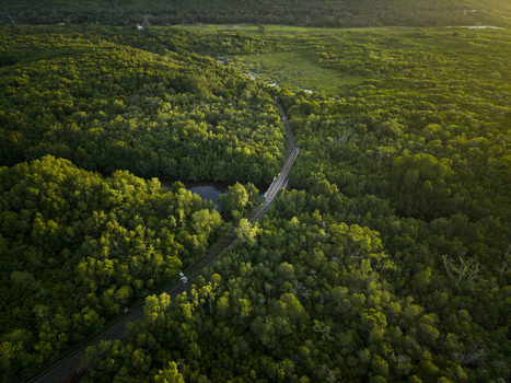 Aerial view of the bridge cutting through the vibrant green Karimunjawa Mangrove Forest a tapestry of light and shadow Karimunjawa Central Java Indonesia.