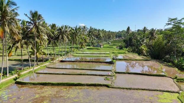 Aerial view of Banjar mancingan Rice trekking in Indonesia. Aerial view of Banjar mancingan Rice trekking in Indonesia.