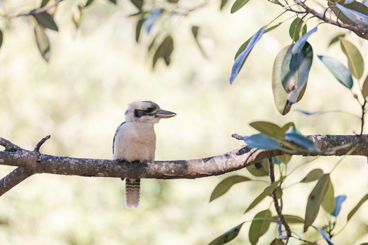View of a kookaburra perched on a tree branch in Maiala D Aguilar National Park Mount Glorious Queensland Australia. View of a kookaburra perched on a tree branch in Maiala D Aguilar National Park Mount Glorious Queensland Australia.