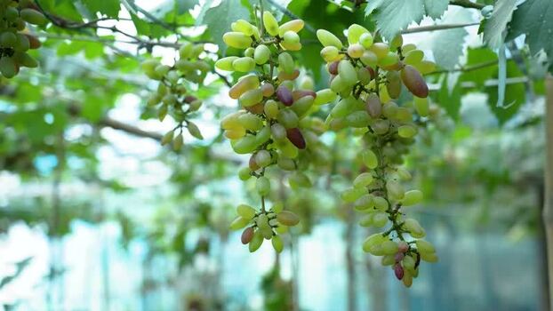 View of grapes hanging from vines in Bogura Bangladesh. View of grapes hanging from vines in Bogura Bangladesh.