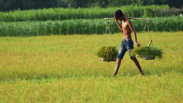 View of a young farmer carrying crops in a field Bangladesh.