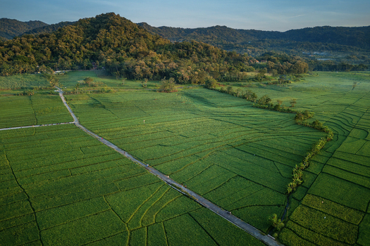 Aerial view of lush green rice fields in Nanggulan with a winding road and rolling hills in the background Nanggulan Special Region of Yogyakarta Indonesia.