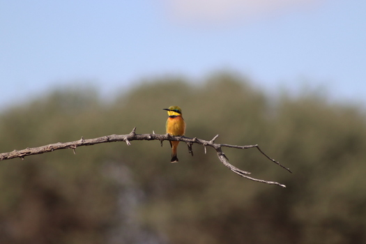 View of a little bee eater perched on a dry branch at Finfoot Lake Reserve By Dream Resorts in Bojating North West South Africa.