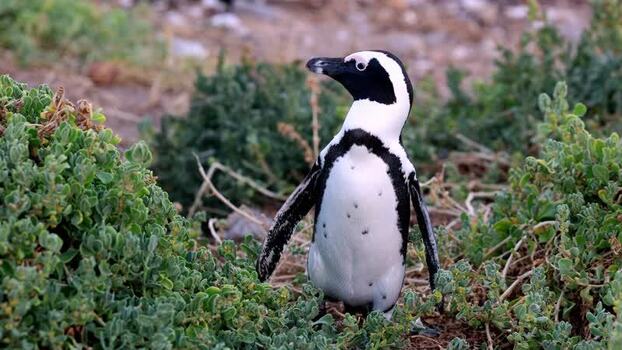 View of an African penguin at Stoney Point Penguin Colony South Africa. View of an African penguin at Stoney Point Penguin Colony South Africa.