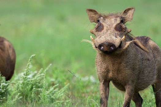View of a warthog with prominent tusks looking at the camera in Welgevonden Game Reserve Waterberg District Municipality Limpopo South Africa. View of a warthog with prominent tusks looking at the camera in Welgevonden Game Reserve Waterberg District Municipality Limpopo South Africa.