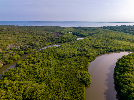 Aerial view of the lush mangrove forest along the winding river leading to the coast in Pepillo Salcedo Monte Cristi Province Dominican Republic. Aerial view of the lush mangrove forest along the winding river leading to the coast in Pepillo Salcedo Monte Cristi Province Dominican Republic.