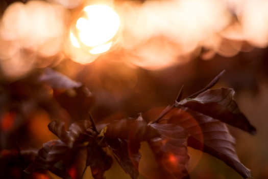 View of dark leaves with a soft golden sun flare in the background in Debrzno Pomeranian Voivodeship Poland. View of dark leaves with a soft golden sun flare in the background in Debrzno Pomeranian Voivodeship Poland.