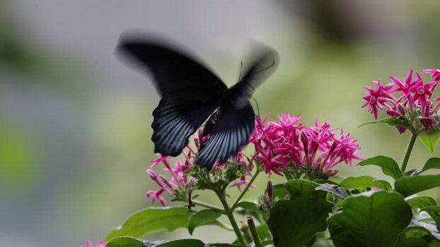 View of a black butterfly landing on pink flowers France.