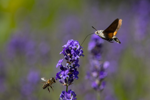 View of a hummingbird hawk moth and a honeybee hovering around a vibrant purple lavender flower in a sunny field Wittenheim Grand Est France.