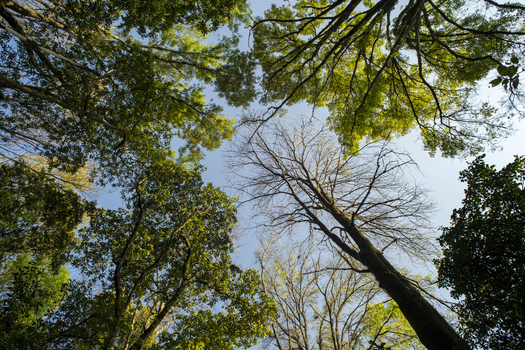 View of the lush tree canopy and branches at Parque Nacional Barranca del Cupatitzio Uruapan Michoacan Mexico. View of the lush tree canopy and branches at Parque Nacional Barranca del Cupatitzio Uruapan Michoacan Mexico.