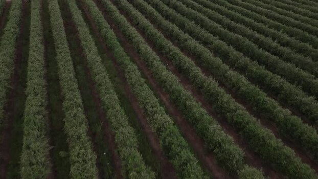 Aerial view of parallel rows of green bushes in a field Portugal. Aerial view of parallel rows of green bushes in a field Portugal.