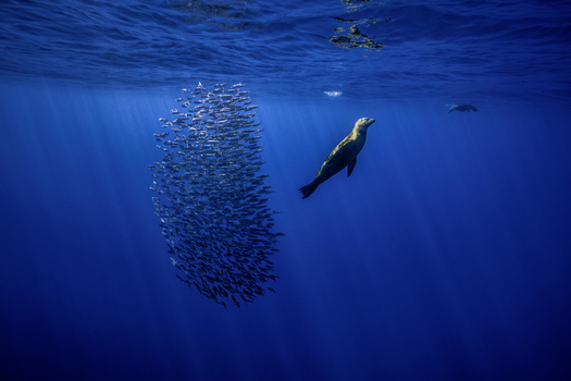 View of a sea lion swimming near a dense bait ball of fish in the deep blue waters of Magdalena Bay Mexico.