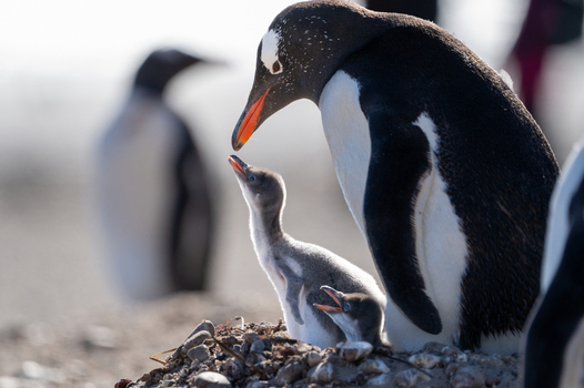 View of a Gentoo penguin adult tending to its chicks in a nest on the rocky beach of Saunders Island Falkland Islands.