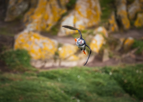 View of an Atlantic Puffin in flight carrying fish in its beak over the rocky cliffs of the Saltee Islands Ireland. View of an Atlantic Puffin in flight carrying fish in its beak over the rocky cliffs of the Saltee Islands Ireland.