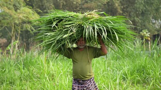 View of a man carrying a bundle of grass on his head Bangladesh. View of a man carrying a bundle of grass on his head Bangladesh.