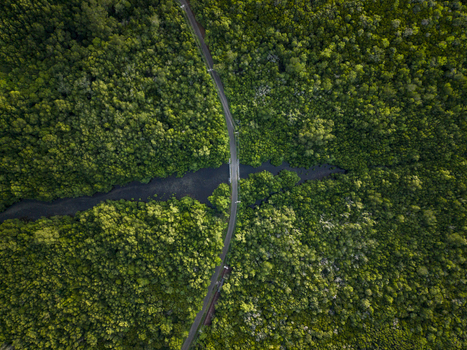 Aerial view of a serene river cutting through the dense verdant expanse of Karimunjawa Mangrove Forest Karimunjawa Central Java Indonesia.