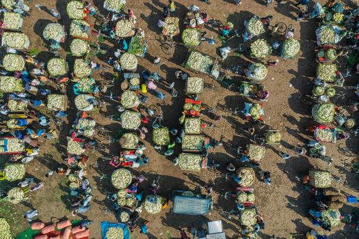 Aerial view of a bustling vegetable market with farmers and workers sorting piles of fresh produce on the ground surrounded by carts and bicycles in Bogura Rajshahi Division Bangladesh. Aerial view of a bustling vegetable market with farmers and workers sorting piles of fresh produce on the ground surrounded by carts and bicycles in Bogura Rajshahi Division Bangladesh.