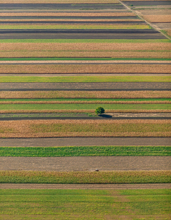 Aerial view of agricultural fields with distinct crop rows and a solitary tree in Beska Vojvodina Serbia.
