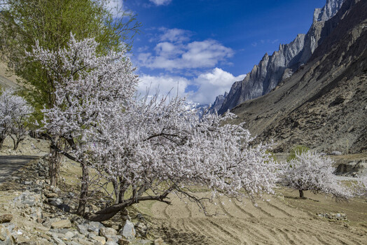 View of blossoming apricot trees in a mountain valley with rugged peaks terraced fields and a clear blue sky Gilgit Baltistan Pakistan.