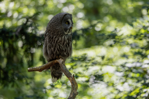 View of a majestic Great Grey Owl perched on a tree branch against a lush green forest background in Selestat Grand Est France.