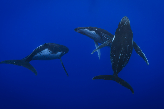 View of three humpback whales swimming gracefully in the deep blue ocean near Moorea Maiao Windward Islands French Polynesia.