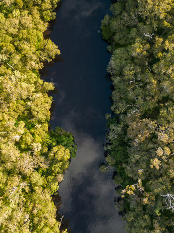 Aerial view of the Kalgan River flowing through dense native forest with lush green canopy and dark reflective water in Kalgan Western Australia Australia. Aerial view of the Kalgan River flowing through dense native forest with lush green canopy and dark reflective water in Kalgan Western Australia Australia.