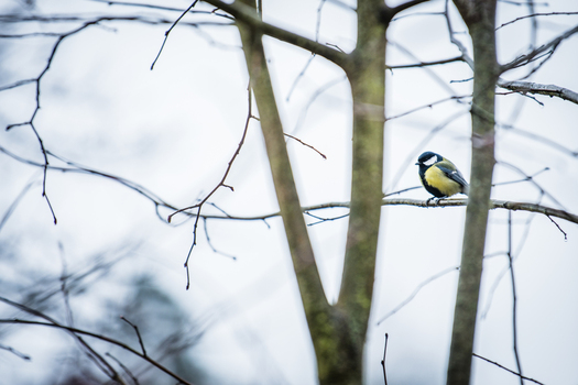 View of a small bird perched delicately on a stark bare branch against a muted overcast sky its yellow plumage a bright contrast Schaffhausen Switzerland. View of a small bird perched delicately on a stark bare branch against a muted overcast sky its yellow plumage a bright contrast Schaffhausen Switzerland.